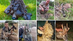 Estos son los 13 corzos más raros cazados en España tras el confinamiento