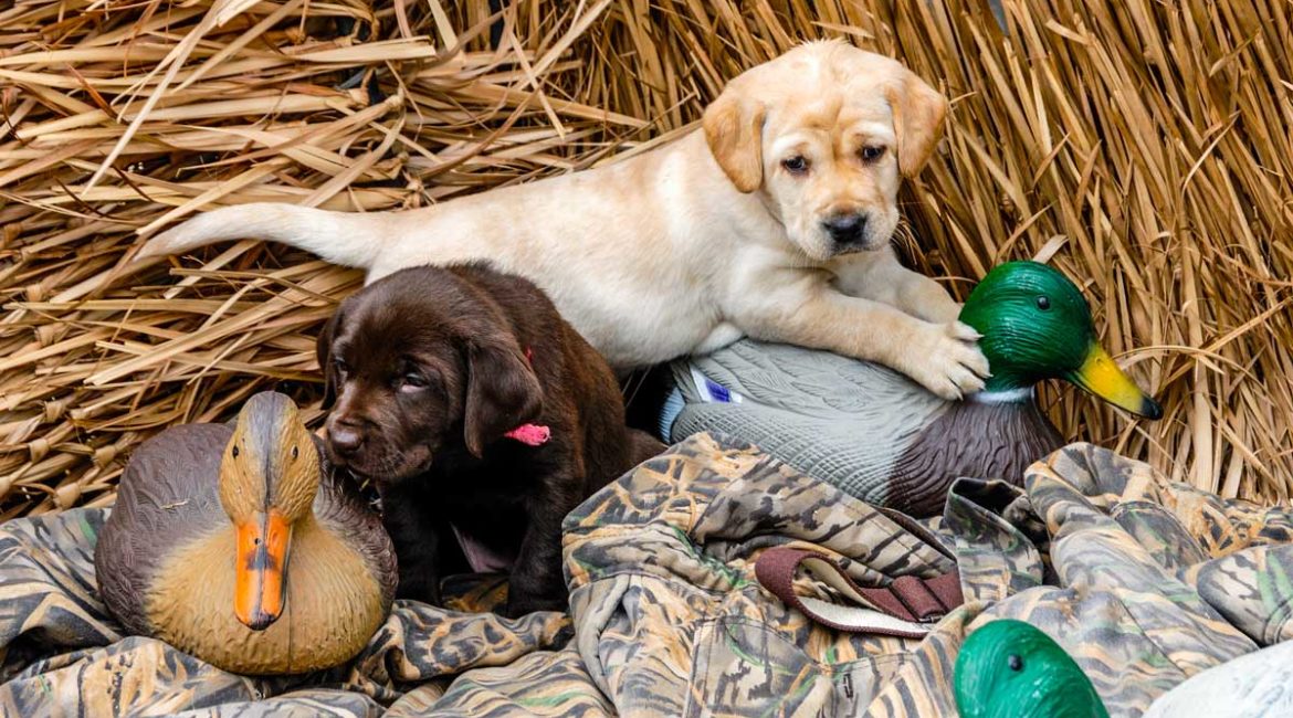 Cuatro cosas que debes saber antes de tener tu propio perro de caza