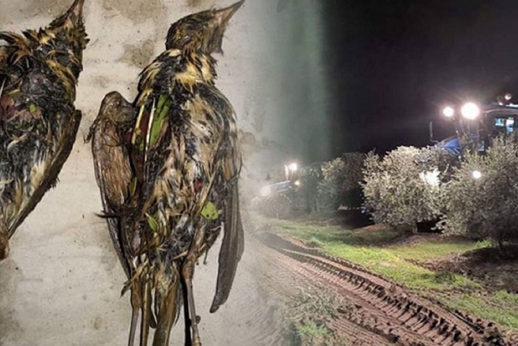 cosecha nocturna del olivar mata millones de migratorias