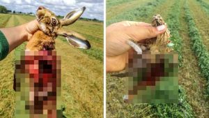 Un cazador fotografía liebres, codornices y perdices muertas tras el paso de una cosechadora de alfalfa