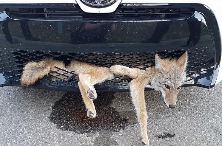 coyote sobrevive