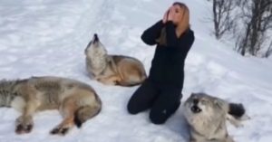 Críticas a Telecinco por mostrar a una mujer aullando con lobos troquelados como si fueran salvajes