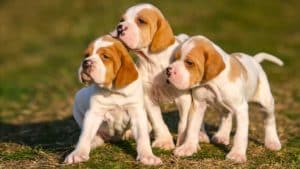 Reproducción canina: cuándo y cómo criar cachorros de tu perra de caza