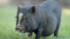 El cerdo vietnamita deja de ser considerado como mascota en España