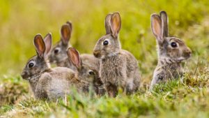 Conejos en descaste: ¿Cómo sé si debo cazarlos en mi coto?