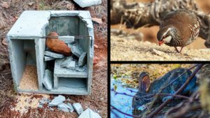 Destrozan comederos y bebederos puestos por cazadores para alimentar a la fauna salvaje en Castellón