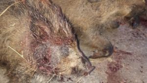 Caza un 'cerdolí' vietnamita en Salamanca y estalla: «Los cazadores somos los únicos que los frenamos»