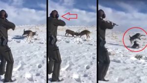 Un hombre se encuentra a dos ciervos con sus cuernas enredadas ¡y dispara!
