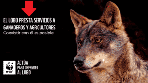 Los ecologistas afirman que el «el lobo presta importantes servicios a ganaderos y al mundo rural»