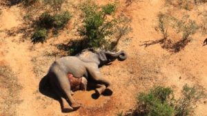 Encuentran la causa de la muerte de cientos de elefantes en Botsuana (y no, no fueron los cazadores)