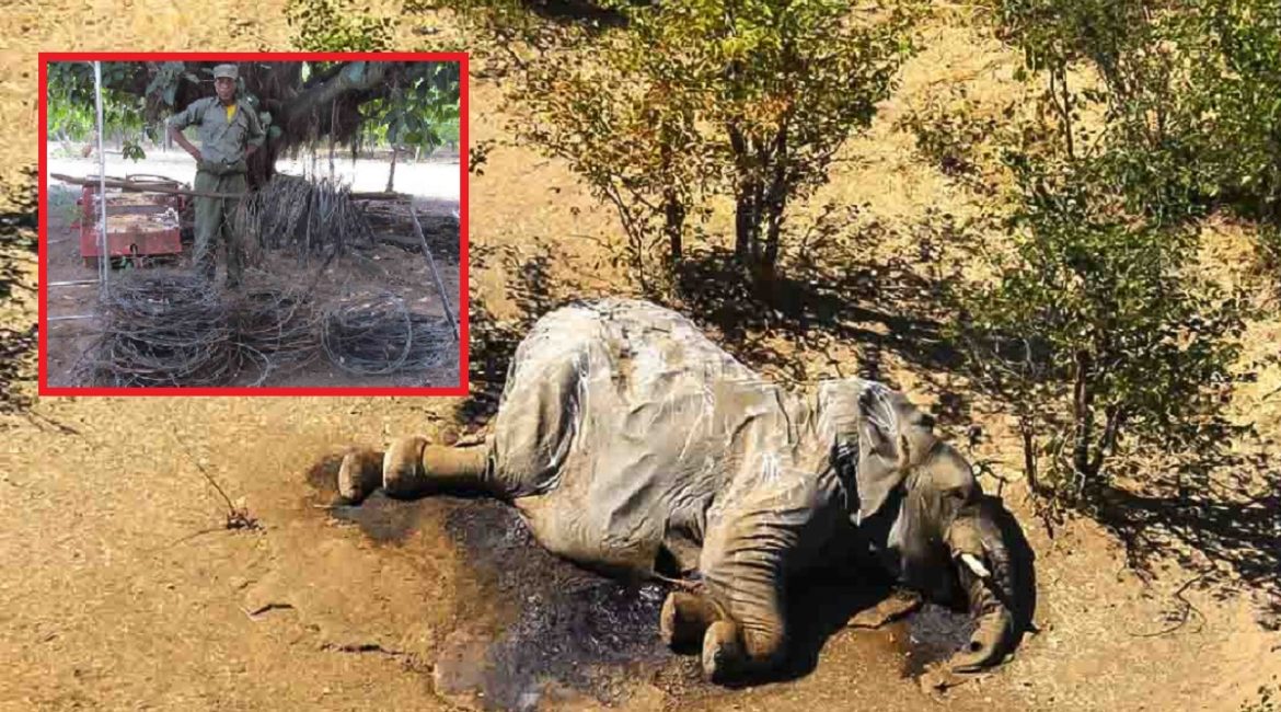 Uno de los elefantes aparecidos muertos en Botsuana. / National Geographic