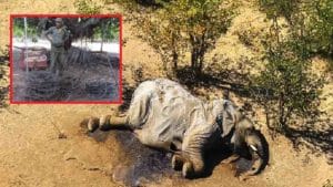 Elefantes de Botsuana: estas podrían ser, según los cazadores, las posibles causas de su muerte