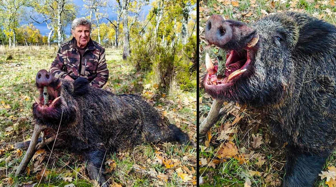 Van de caza menor en Salamanca y se arranca este descomunal jabalí de 140 kilos