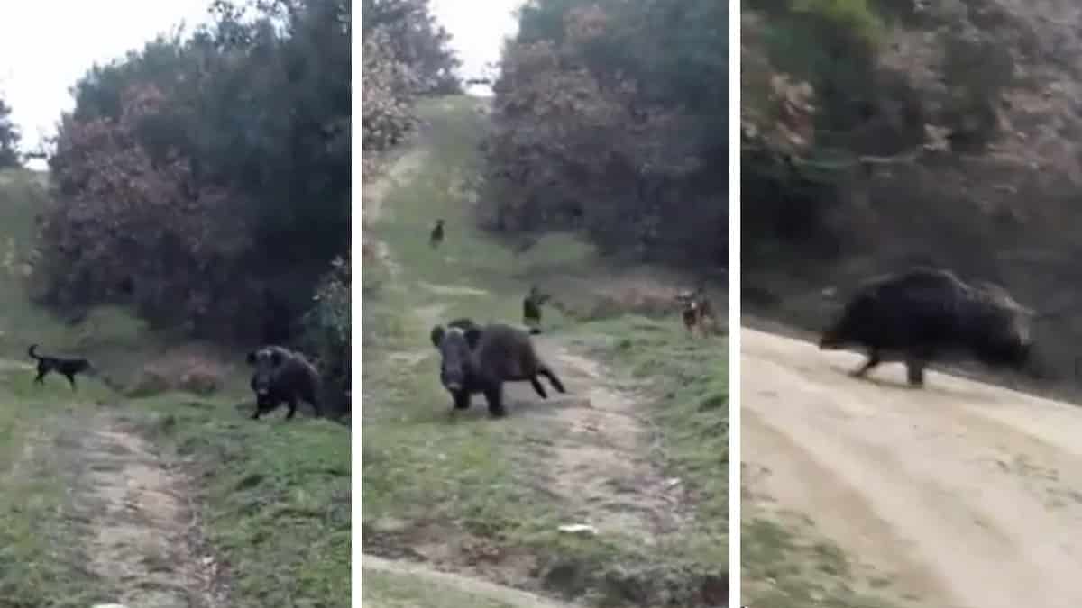 Esta es la escena con la que cualquier cazador sueña cuando va a cazar el jabalí