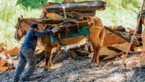El mundo rural presenta un plan de activación del sector de la caza en Extremadura
