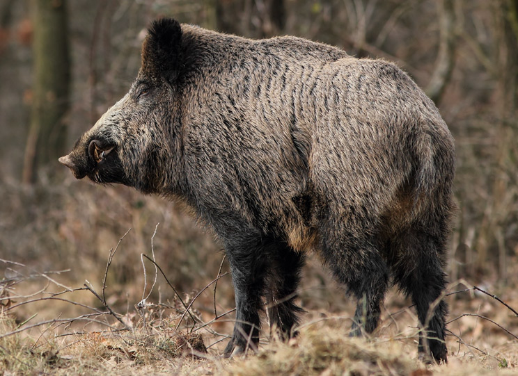 Cómo preparar una espera de jabalí para cazar un gran macho