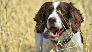 Cómo evitar que las espigas se claven a tu perro y cómo quitarlas