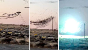 Impresionante vídeo: miles de estorninos caen fulminados por una descarga eléctrica en unos cables de alta tensión