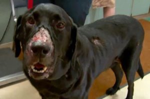 'Alabama Rot', la enfermedad que mata a 9 de cada 10 perros infectados