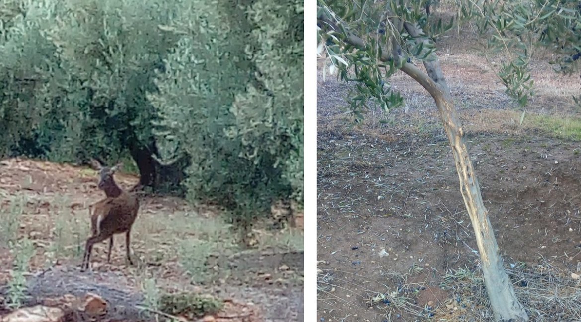 Un aceitunero de Jaén denuncia que ciervos y cabras montesas arrasan sus olivos: «Es insufrible»