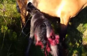 El vídeo de este potro vivo desgarrado por los lobos conmociona las redes