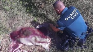 Detenidos tras matar sin permiso una cierva para llevarse su carne a casa