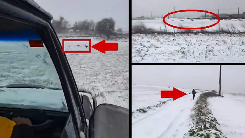 Los furtivos se graban corriendo liebres con el coche en la nieve.
