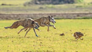 Galgo español: la raza de perro de caza nacida para la liebre