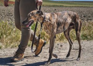La Federación Española de Galgos cobrará por el cambio de titularidad de los galgos