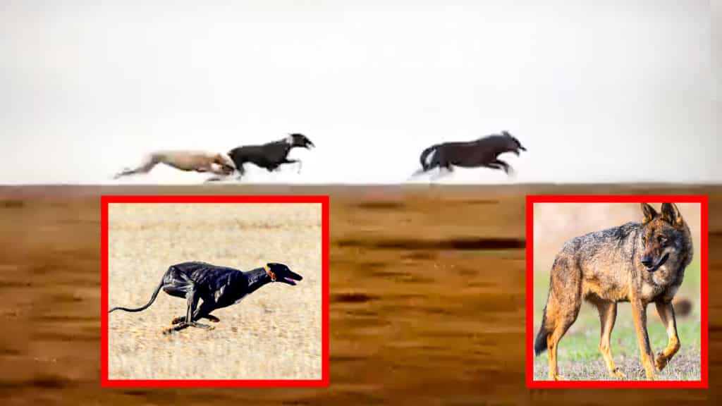 Imagen del vídeo de los galgos corriendo al lobo junto a fotos de recurso. ©YouTube y Shutterstock