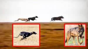 Dos galgos persiguiendo a un lobo, el vídeo que corre como la pólvora en redes
