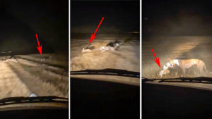 Se graban corriendo liebres de noche y con las luces del coche: el vídeo que indigna a los cazadores