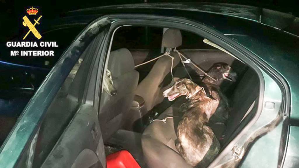 Los galgos robados, en el interior del coche. @Guardia Civil