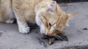 El Gobierno permite saltarse el toque de queda para alimentar gatos callejeros
