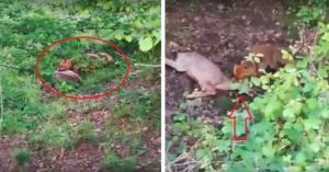 Graban a un zorro atacando a una corza adulta y el vídeo se hace viral