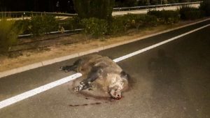 Este gran jabalí, que es el sueño de cualquier cazador, muere atropellado en Cáceres
