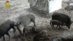 Descubren una granja ilegal que cruzaba jabalíes con cerdos en Pontevedra