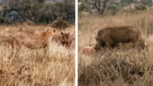 Graban a una piara de jabalíes berrugosos robándole la caza a un guepardo