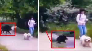 Una enorme hembra de jabalí amaga con atacar a una mujer y su perro