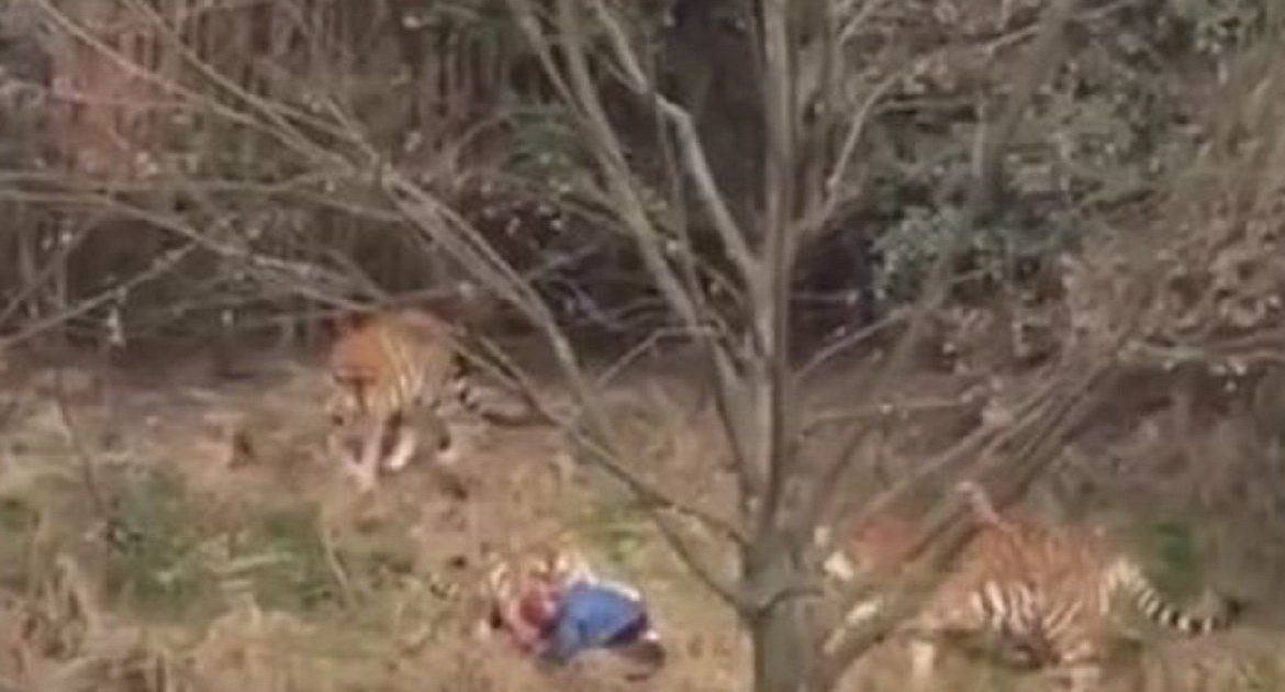 Los tigres de un zoo devoran a un hombre delante de su familia