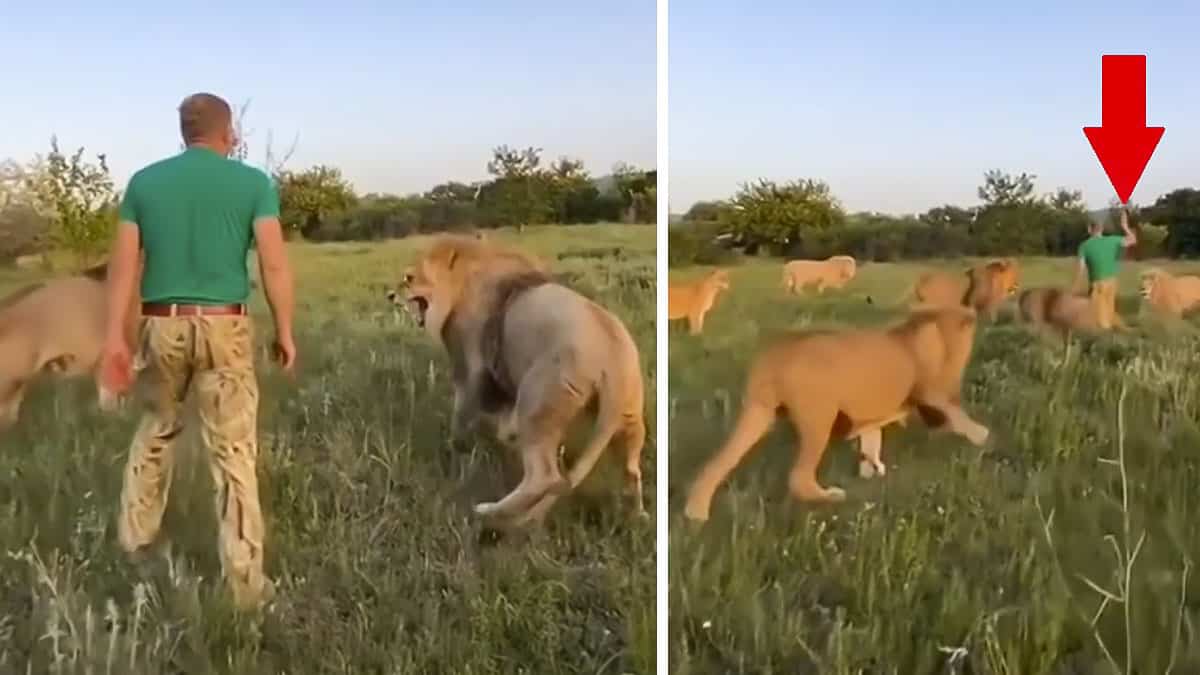 Un hombre se mete en mitad de una pelea de leones y los separa a  zapatillazos