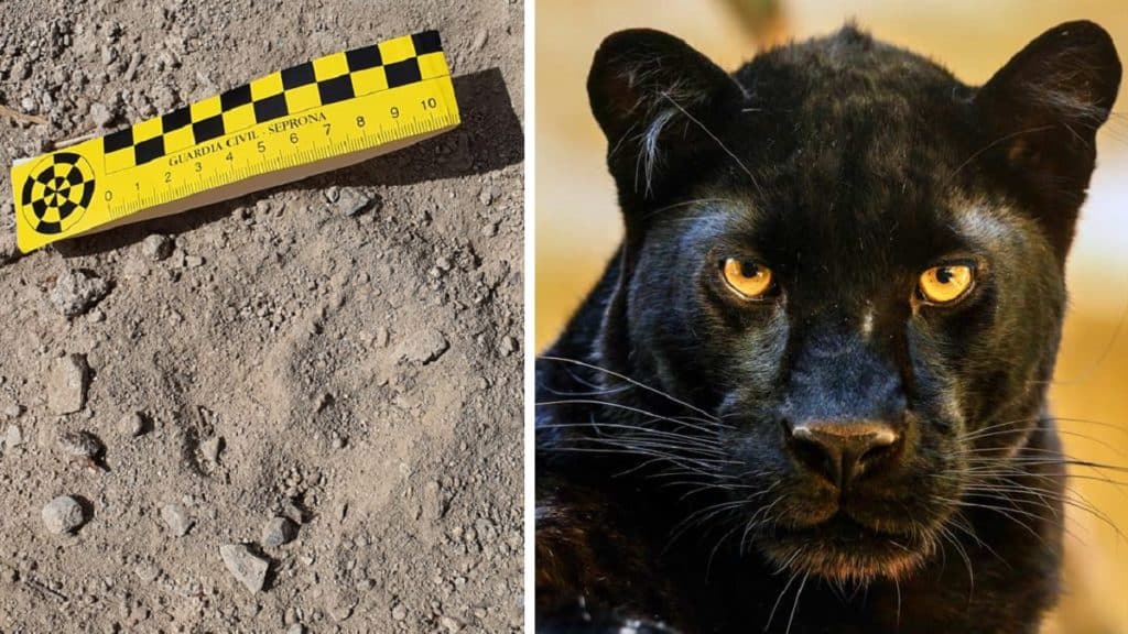 Las huellas halladas en Granada son de puma, jaguar o pantera», asegura el  experto que las examinó