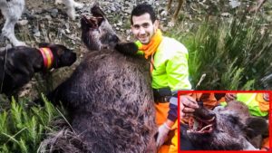 Cazan en Burgos un descomunal jabalí de más de 150 kilos: «No podíamos moverlo»