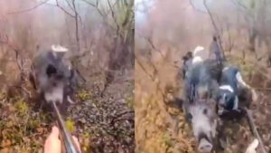 Un jabalí rodeado de perros ataca a un cazador y su reacción arranca el aplauso de las redes
