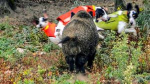 Mueren varios perros de caza tras morder a un jabalí en Cantabria y enfermar de Aujeszky