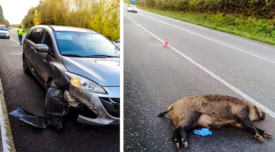 El jabalí yace en la carretera tras el accidente. © Facebook