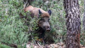 Andalucía declara la emergencia cinegética por jabalí y da máximas facilidades para su caza