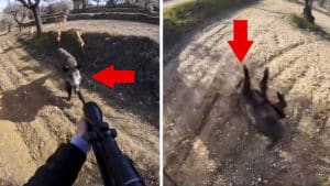 Un jabalí rodeado de perros ataca a un cazador y está a punto de provocar una tragedia
