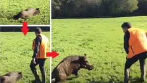Un jabalí recién abatido 'resucita' y ataca a un cazador en Galicia