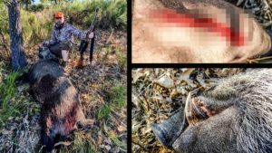 Un jabalí de 105 kg embiste a un cazador, lo desarma y lo hiere en Salamanca